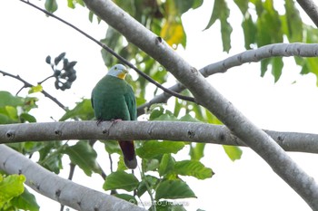 Black-naped Fruit Dove Tangkoko NR(Indonesia Sulawesi Island) Wed, 8/14/2019