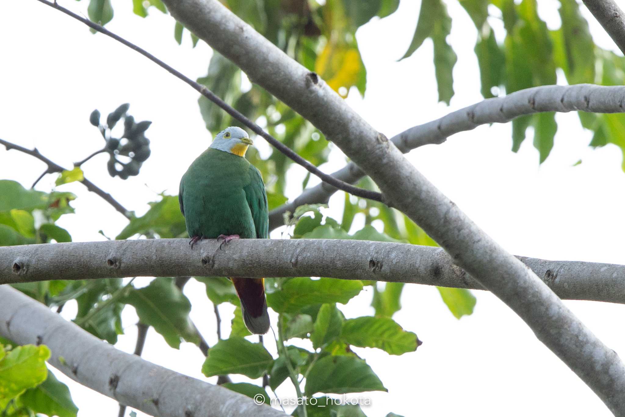 Photo of Black-naped Fruit Dove at Tangkoko NR(Indonesia Sulawesi Island) by Trio