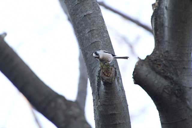 東京港野鳥公園 エナガの写真 by natoto