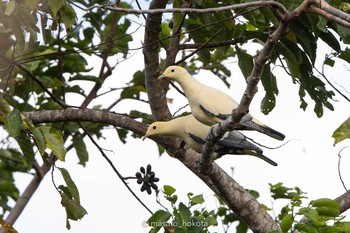 Silver-tipped Imperial Pigeon Tangkoko NR(Indonesia Sulawesi Island) Wed, 8/14/2019