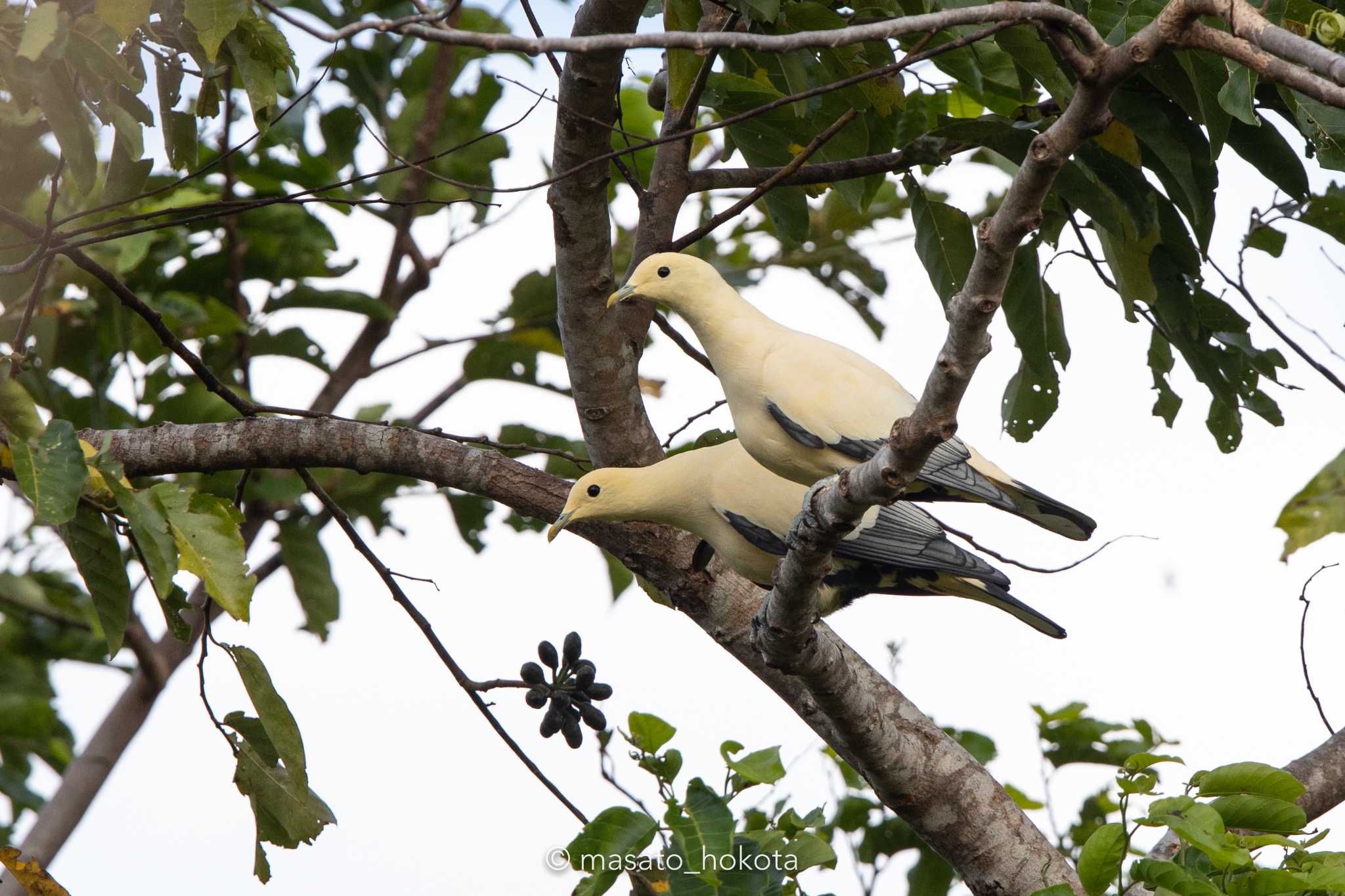 Photo of Silver-tipped Imperial Pigeon at Tangkoko NR(Indonesia Sulawesi Island) by Trio