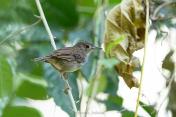 Sulawesi Babbler Tangkoko NR(Indonesia Sulawesi Island) Tue, 8/13/2019