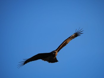 Black Kite 広瀬川 Sun, 3/1/2020