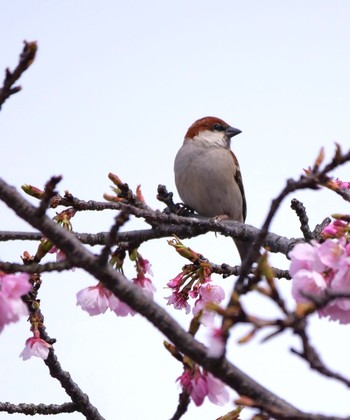 Russet Sparrow Unknown Spots Unknown Date