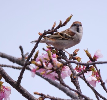 Russet Sparrow Unknown Spots Unknown Date