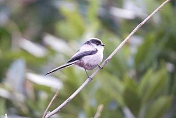 エナガ 東京港野鳥公園 2016年1月16日(土)