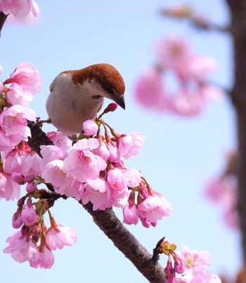 Russet Sparrow Unknown Spots Unknown Date