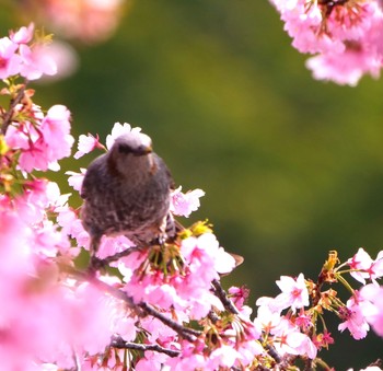 ヒヨドリ 場所が不明 撮影日未設定