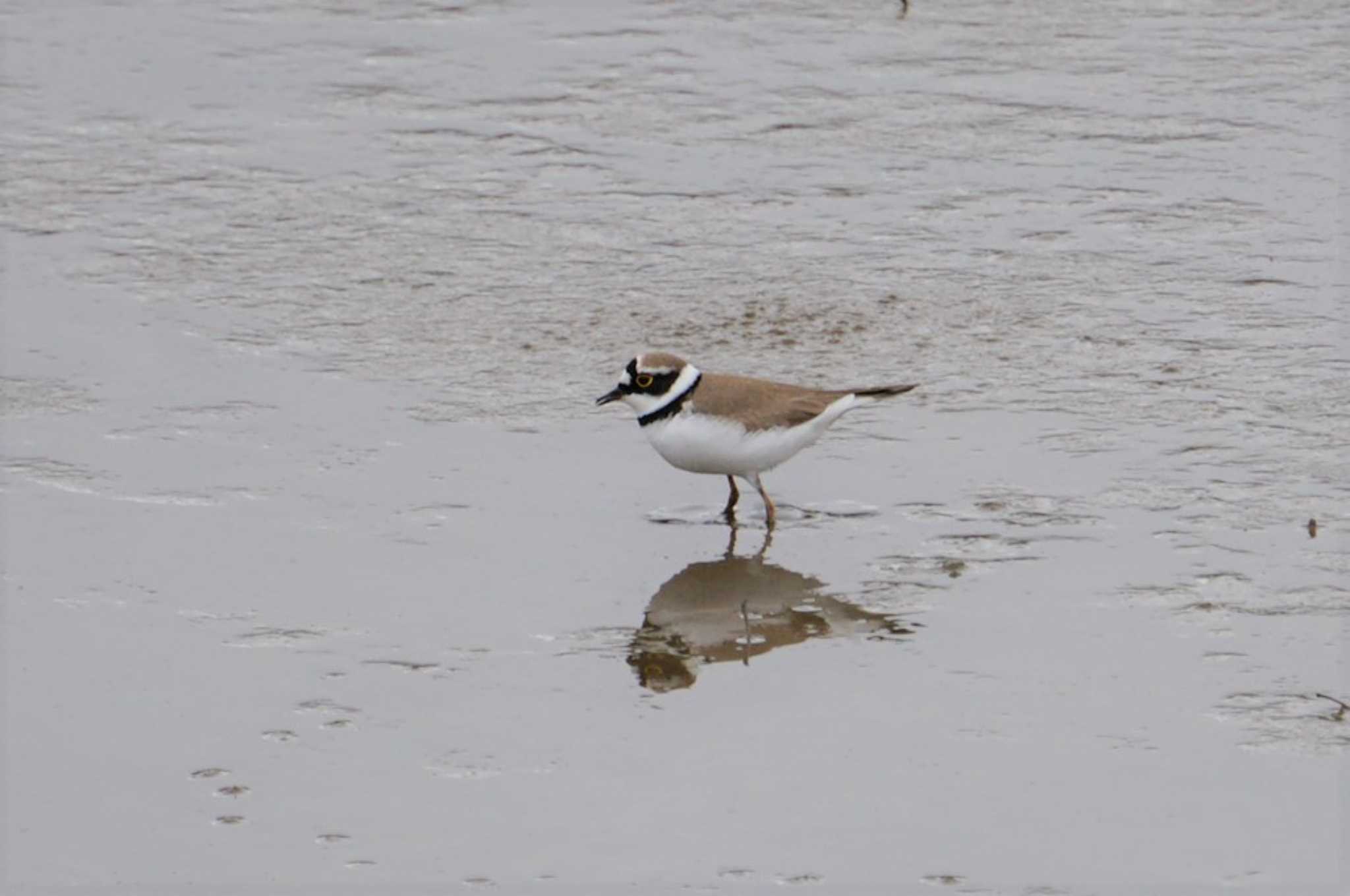 Little Ringed Plover