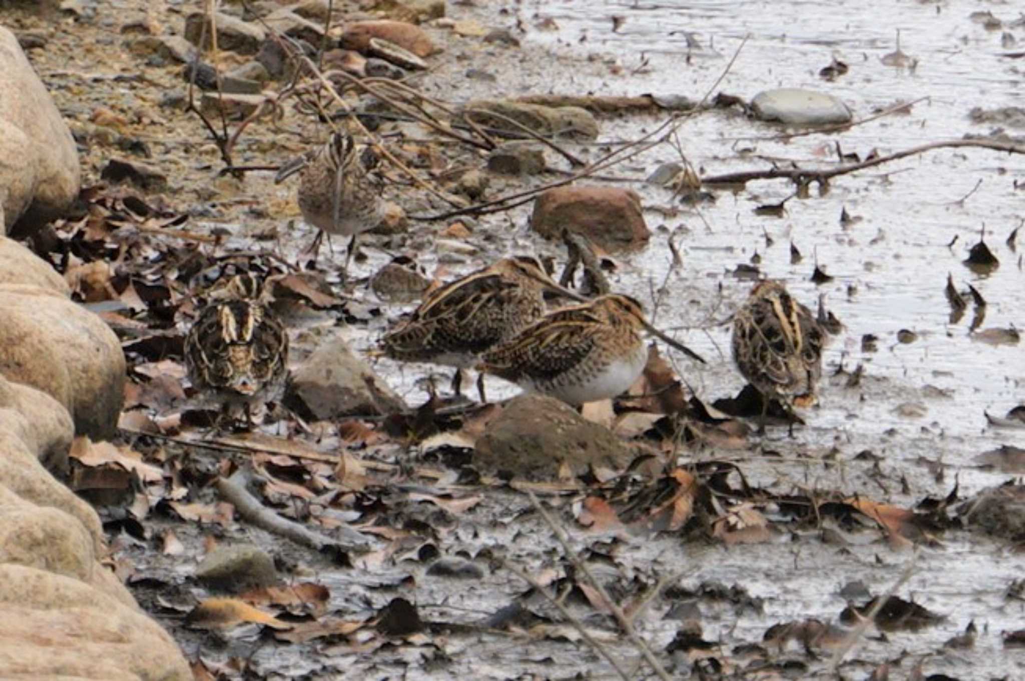 Photo of Common Snipe at 伊丹 by マル