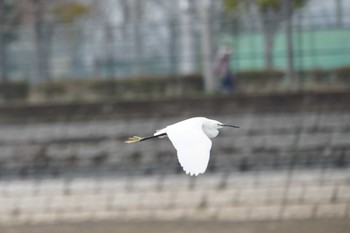 2020年3月14日(土) 伊丹の野鳥観察記録