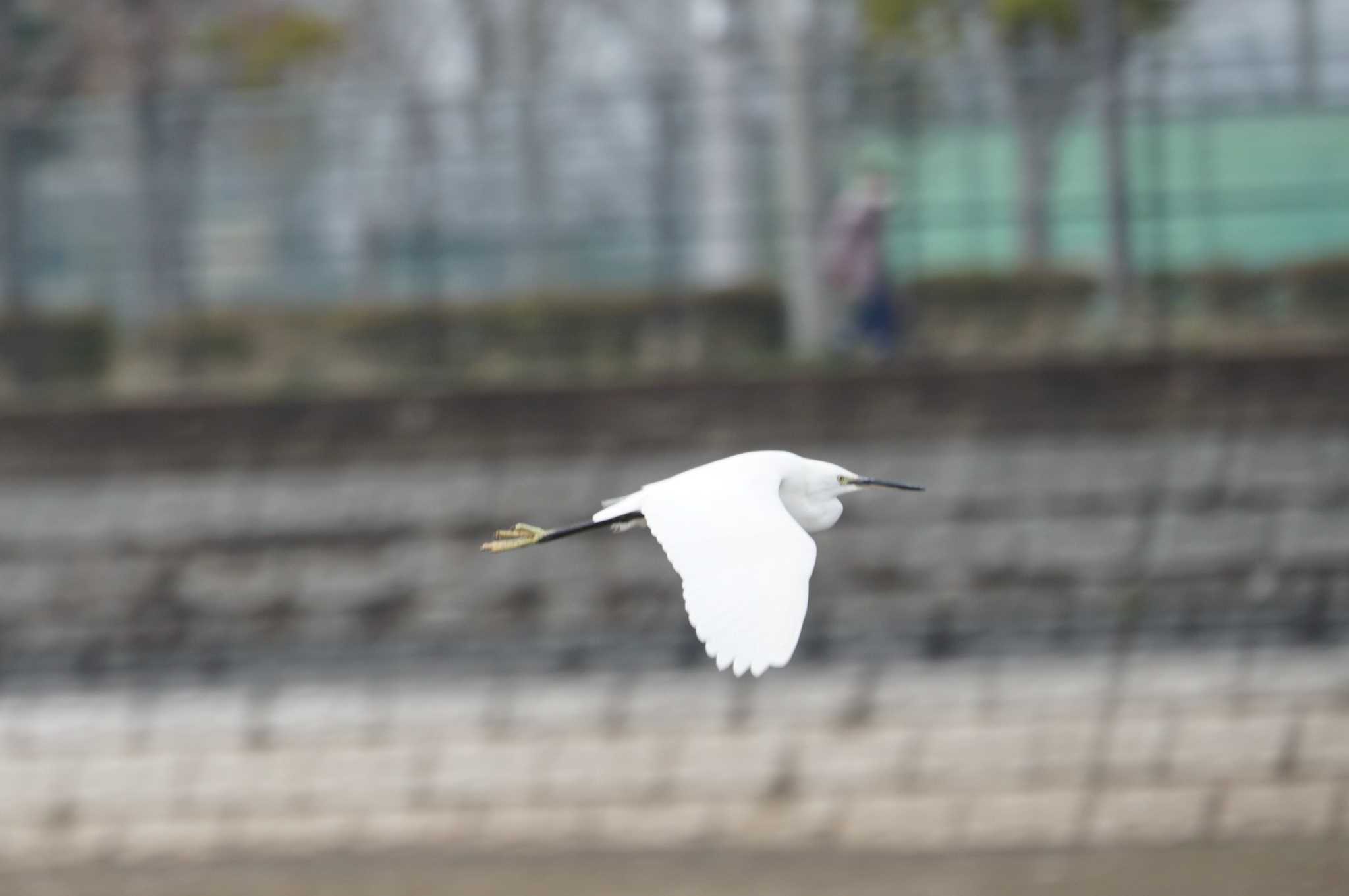 Little Egret