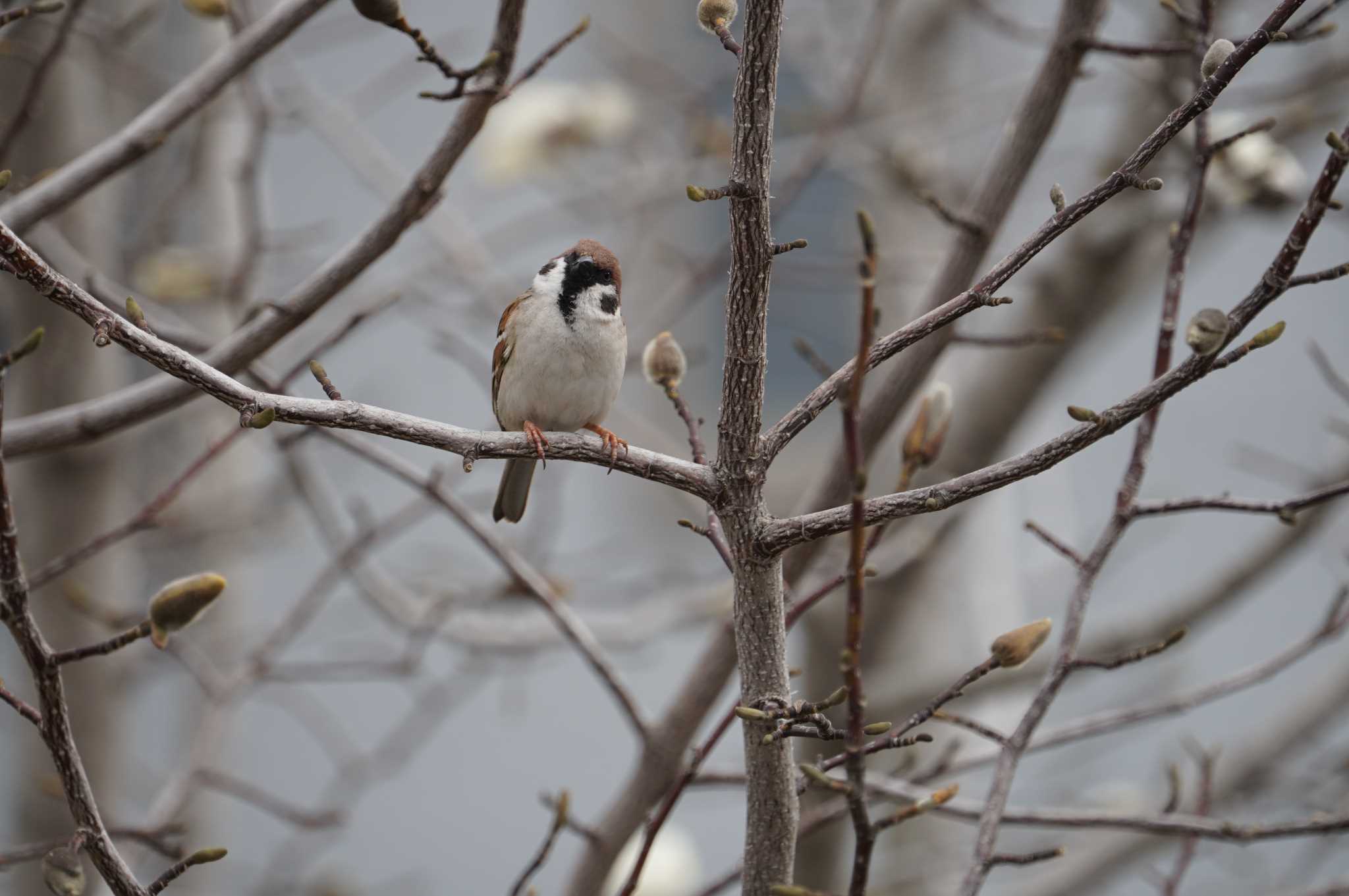 Photo of Eurasian Tree Sparrow at 伊丹 by マル