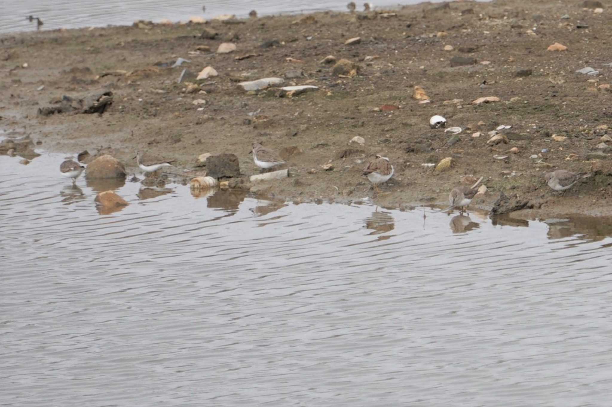 Red-necked Stint