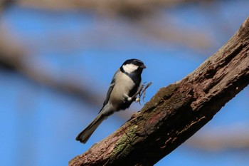 2020年3月11日(水) 三ツ池公園(横浜市鶴見区)の野鳥観察記録