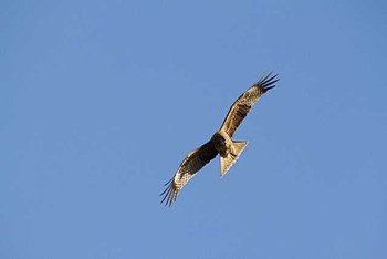 トビ 東京港野鳥公園 2016年1月16日(土)