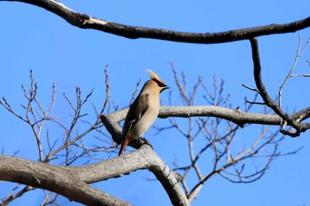 2020年3月12日(木) 大阪城公園の野鳥観察記録