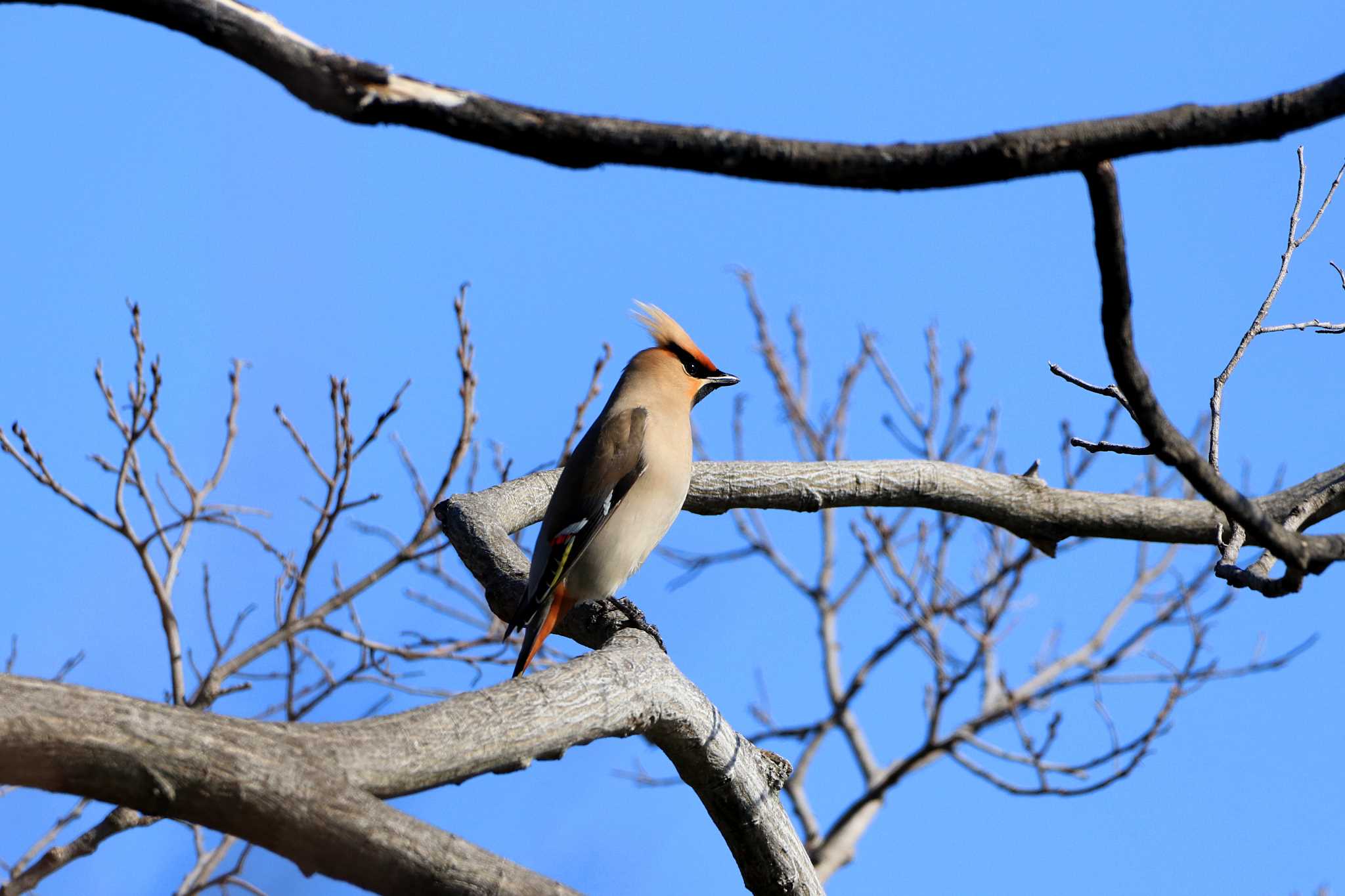 Photo of Bohemian Waxwing at Osaka castle park by とみやん