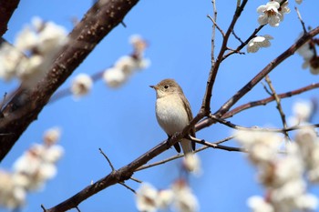 ニシオジロビタキ 埼玉県 2020年2月29日(土)