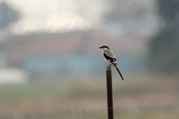 Chinese Grey Shrike 埼玉県 Fri, 3/13/2020