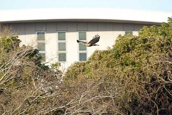 ノスリ 東京港野鳥公園 2016年1月16日(土)