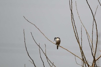 Chinese Grey Shrike 埼玉県 Fri, 3/13/2020