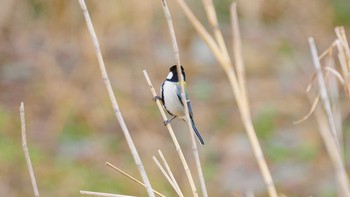 2020年3月7日(土) 八王子浅川の野鳥観察記録