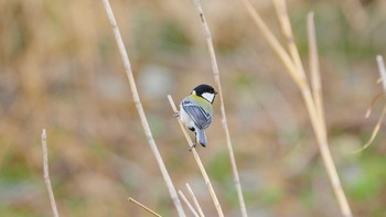 シジュウカラ 八王子浅川 2020年3月7日(土)