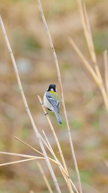 シジュウカラ 八王子浅川 2020年3月7日(土)