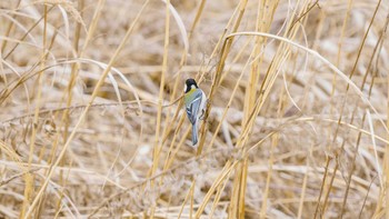 シジュウカラ 八王子浅川 2020年3月7日(土)