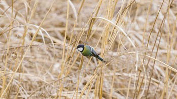 シジュウカラ 八王子浅川 2020年3月7日(土)