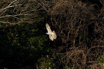 オオタカ 東京港野鳥公園 2016年1月16日(土)