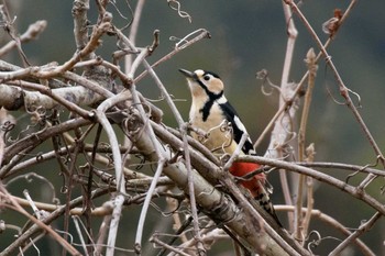 Great Spotted Woodpecker 新潟市 Sat, 3/14/2020