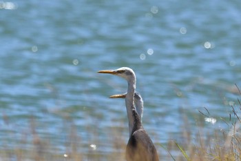 Pied Heron