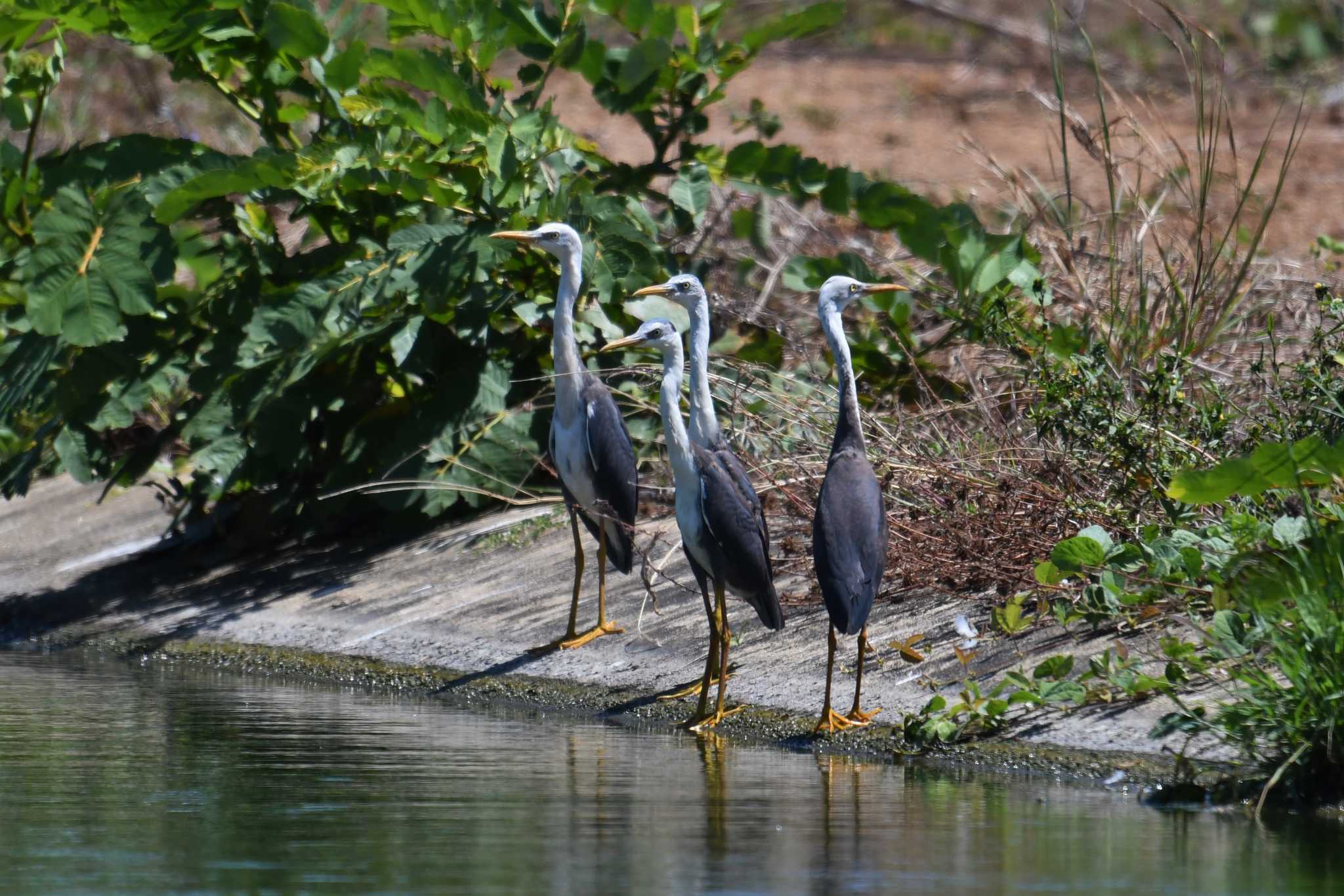 アイアンレンジ国立公園 ムナジロクロサギの写真 by あひる