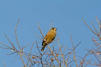 カワラヒワ 東京港野鳥公園 2016年1月16日(土)