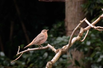 Naumann's Thrush 新潟市 Sat, 3/14/2020