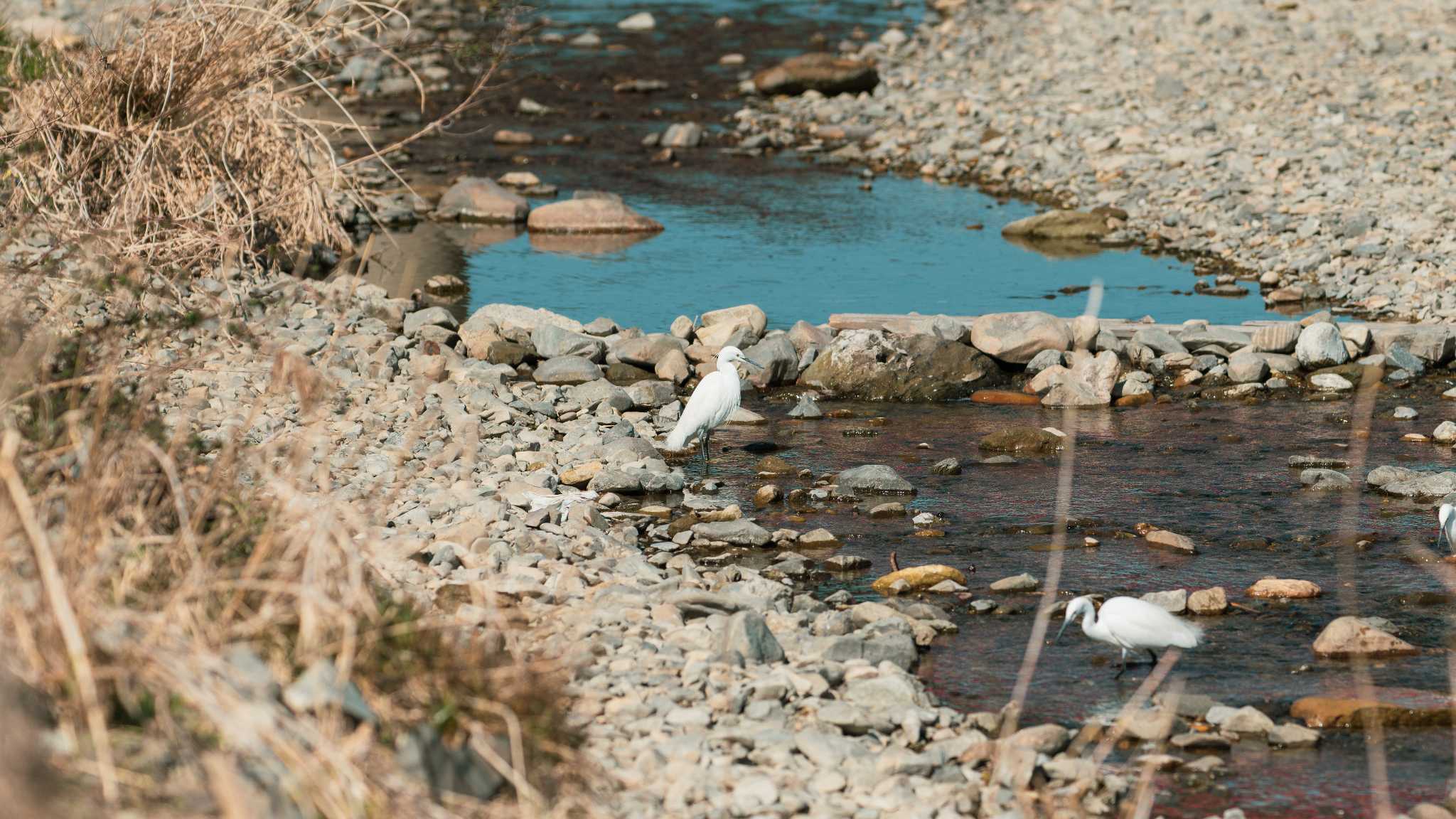 Photo of シラサギ at 八王子浅川 by K. Photo