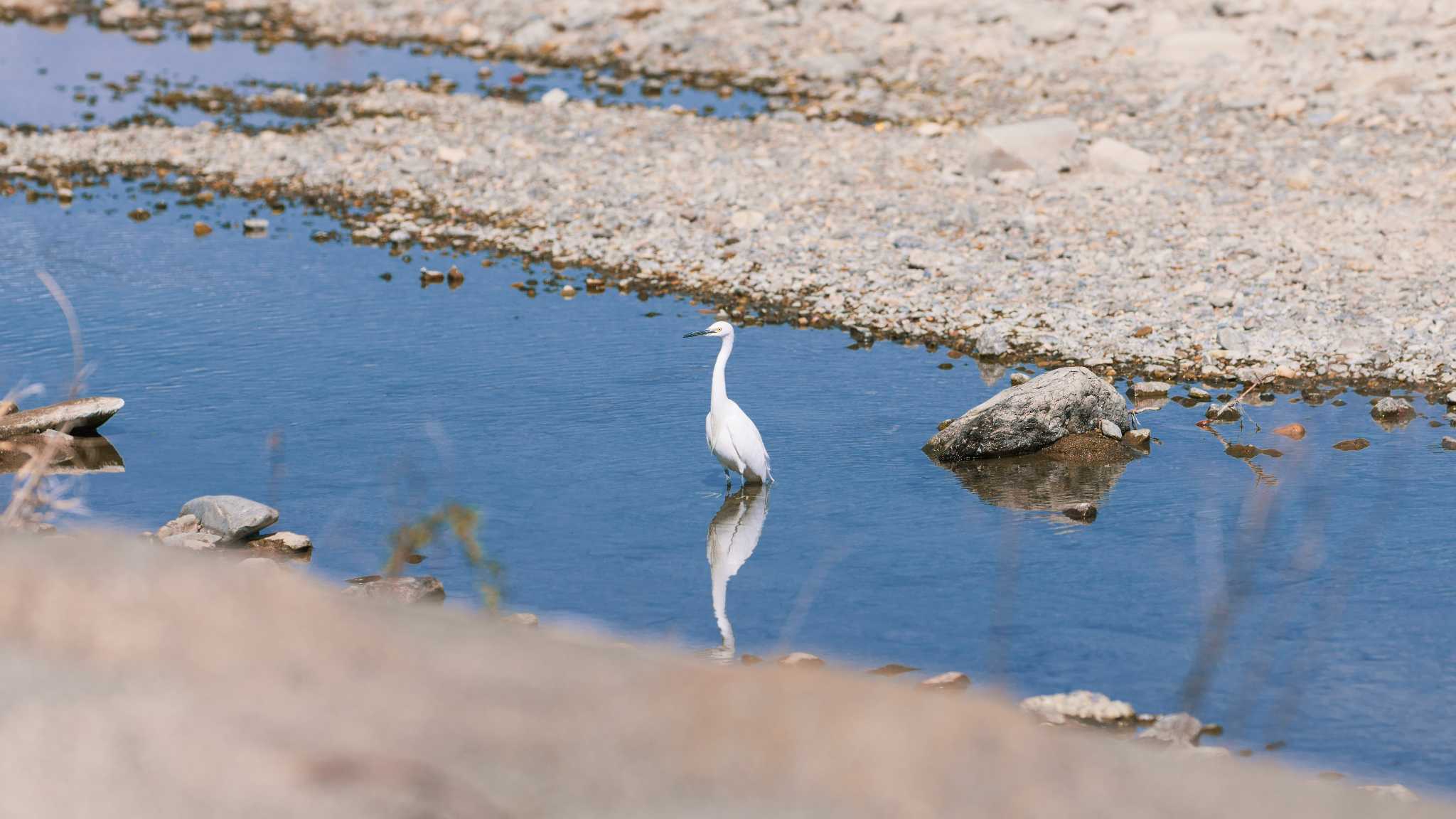 Photo of シラサギ at 八王子浅川 by K. Photo