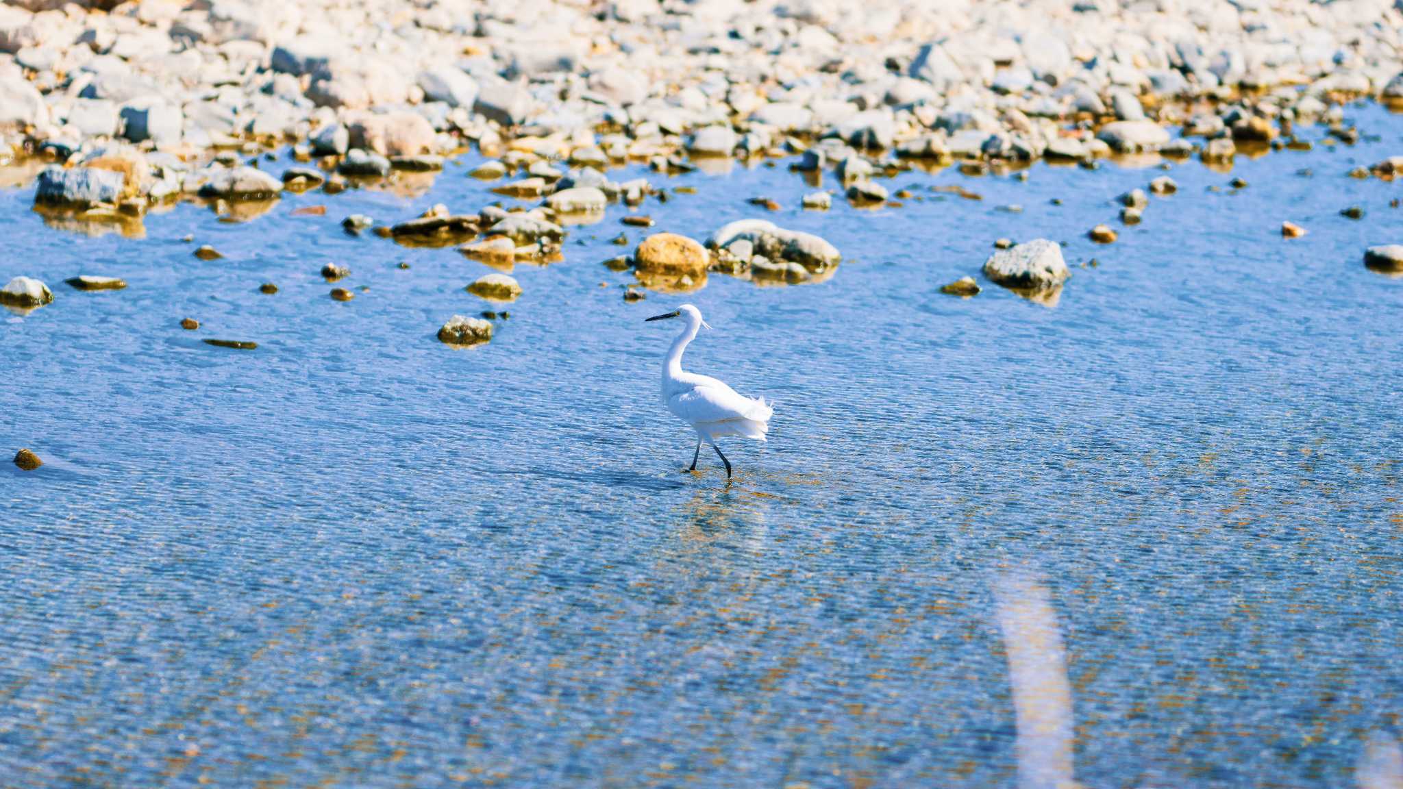 八王子浅川 シラサギの写真 by K. Photo