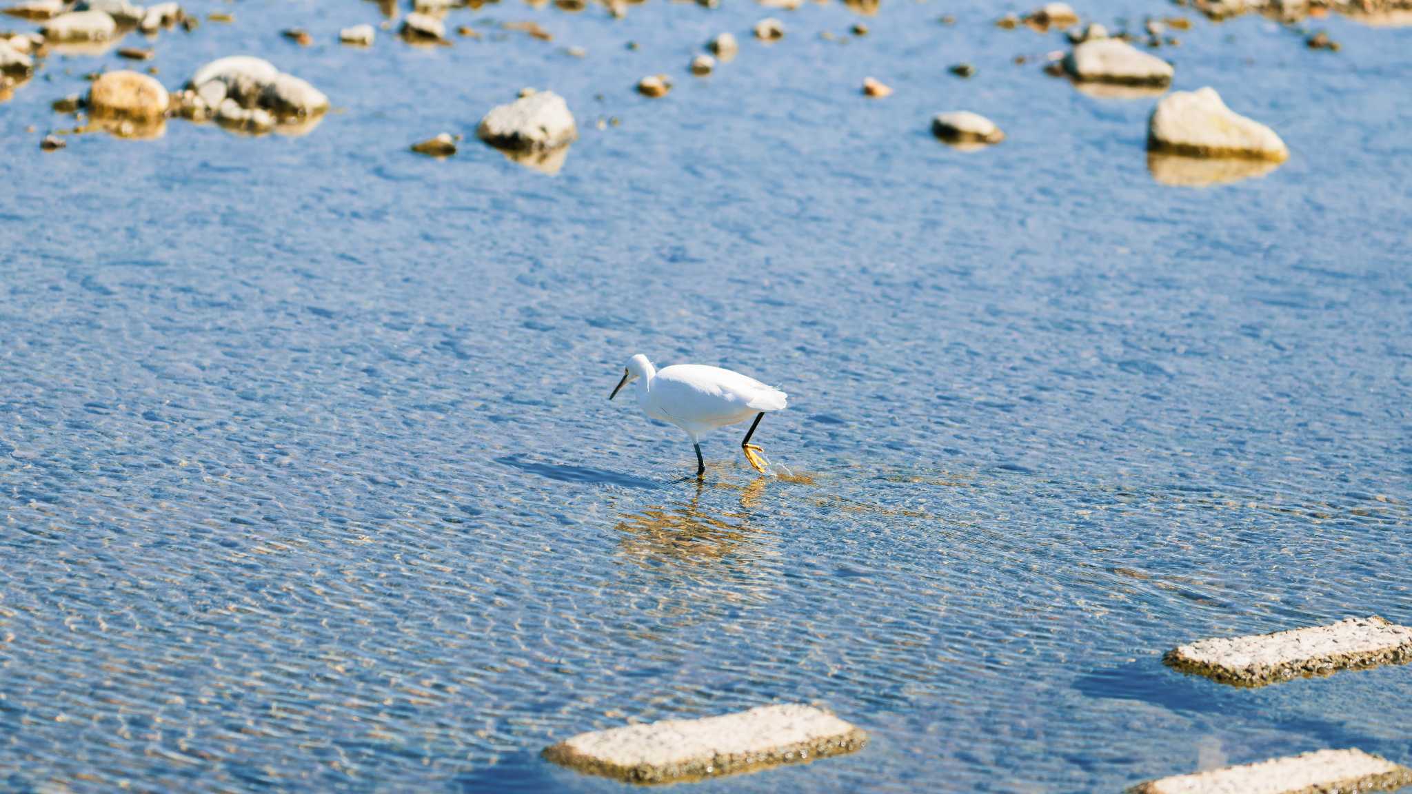 Photo of シラサギ at 八王子浅川 by K. Photo