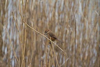 モズ 東京港野鳥公園 2016年1月16日(土)