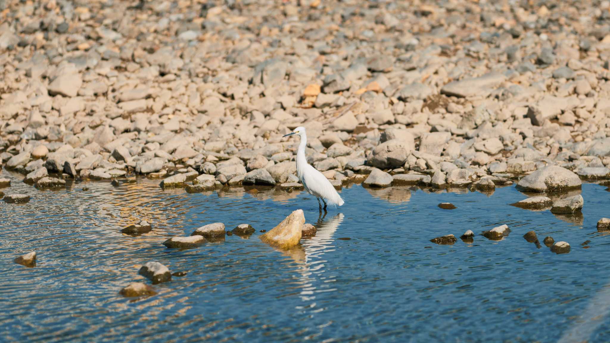 Photo of シラサギ at 八王子浅川 by K. Photo