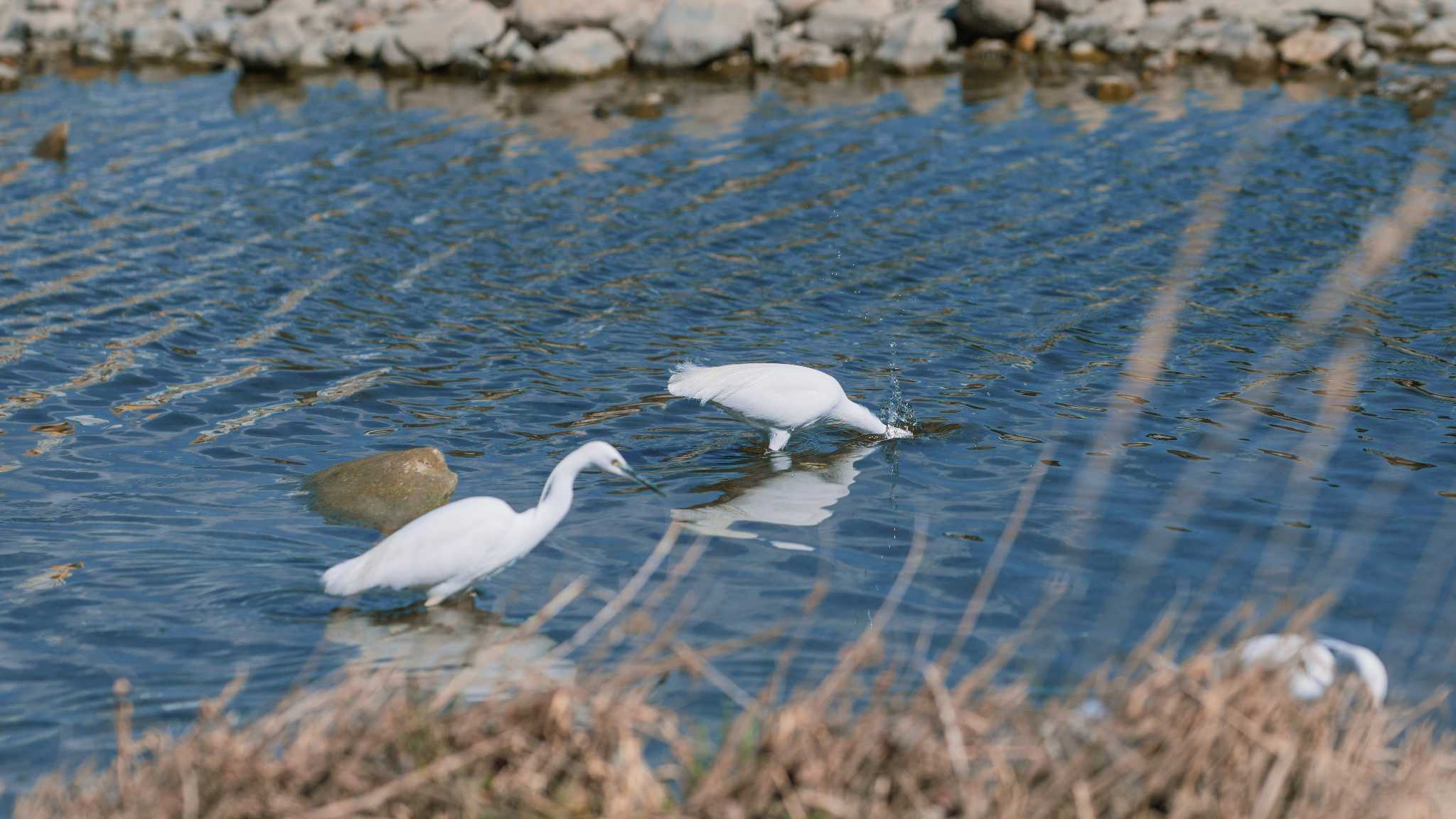 Photo of シラサギ at 八王子浅川 by K. Photo