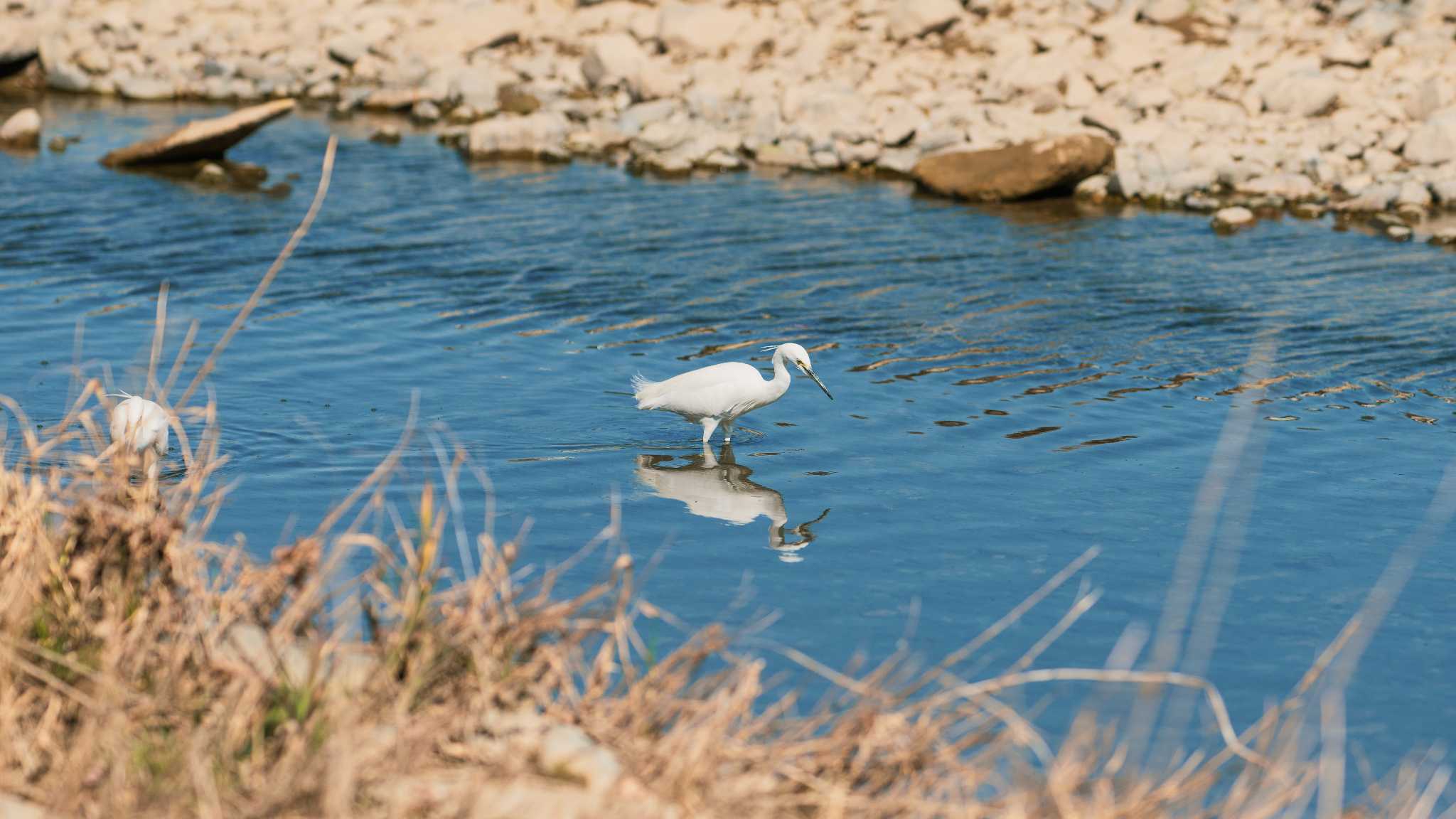 八王子浅川 シラサギの写真 by K. Photo