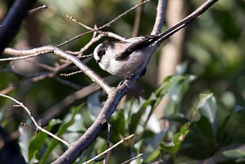 エナガ 東京港野鳥公園 2016年1月16日(土)