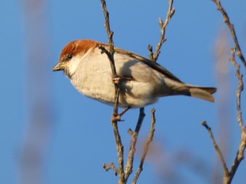 2020年3月14日(土) 出水市ツル観察センターの野鳥観察記録