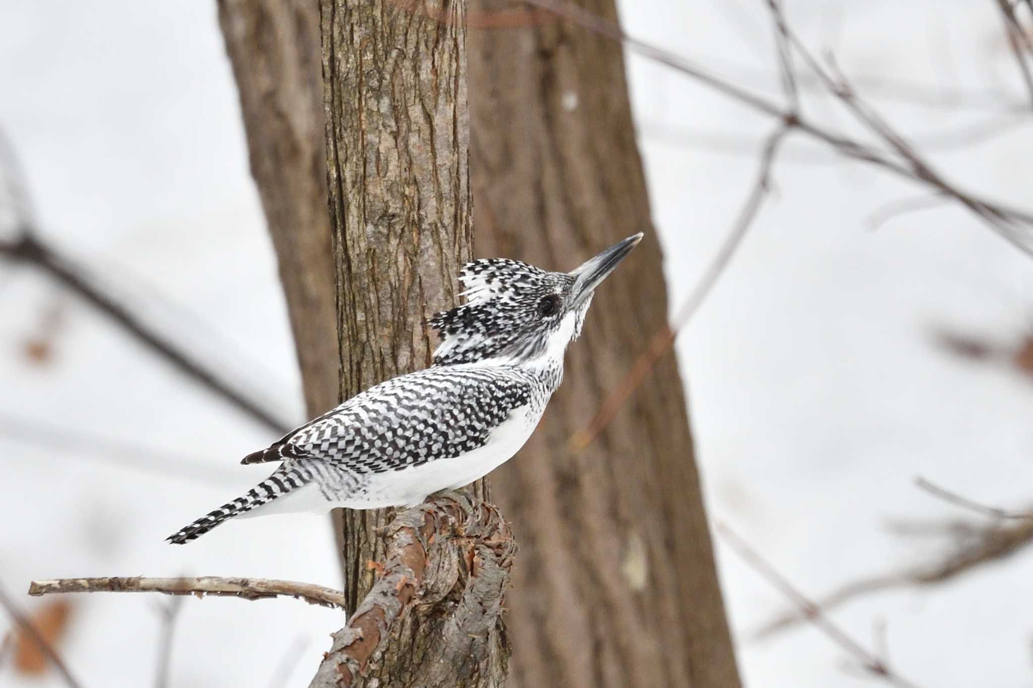 Photo of Crested Kingfisher at 札幌市 by mike2475