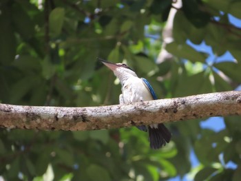 Collared Kingfisher Havelock Island Mon, 3/9/2020