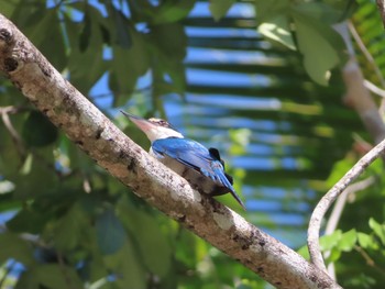 Collared Kingfisher Havelock Island Mon, 3/9/2020